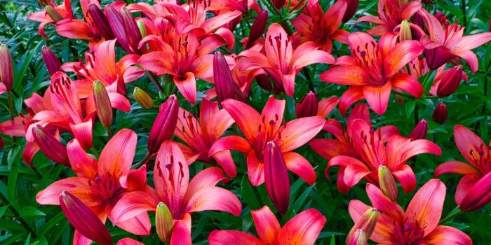 1332x850 Wallpaper flowers, Lily, garden, red, flowerbed, a lot, red-orange