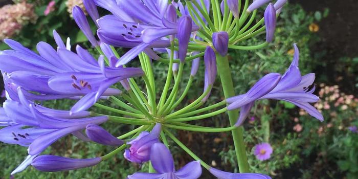 910x1213 HD wallpaper: lily, agapanthus, blossom, bloom, ornamental plant
