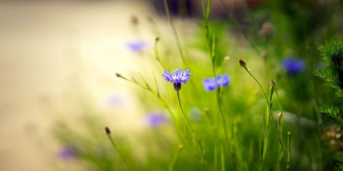 2048x1365 soft focus purple Wild flowers photography 4k ultra (With images