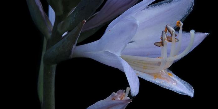 910x1618 HD wallpaper: hosta, plantain lily, close up, blossom, bloom