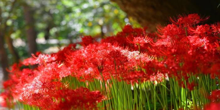 1332x850 Wallpaper greens, summer, light, flowers, nature, tree, Lily