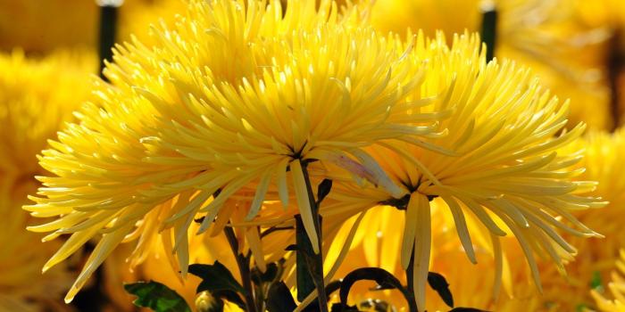 1920x1080 Yellow Lily Flower - Full Size Wallpapers Of Flowers Hd (#358021