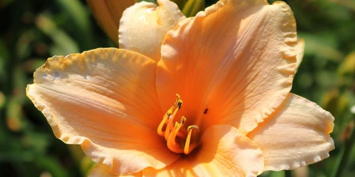 910x1365 HD wallpaper: daylilies, day lilies, flower, plant, garden, beauty