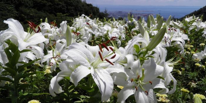 1920x1420 Garden Of Lilies Wallpapers