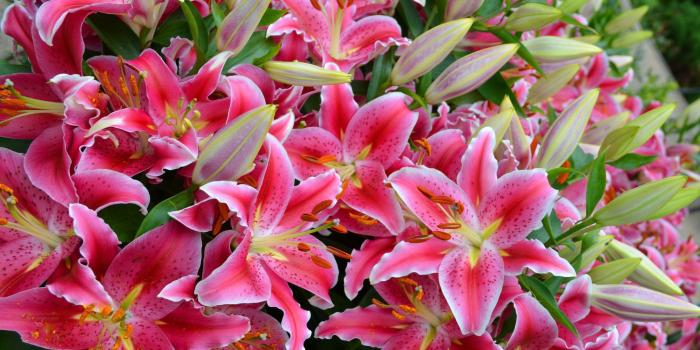 2048x1356 Stargazer Lily Wallpapers - Top Free Stargazer Lily Backgrounds