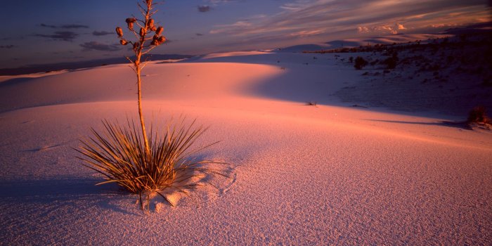 1670x1327 Atomic Agriculture on the Rio Grande: Hatch to White Sands, New Mexico