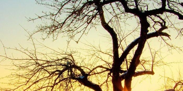 720x1280 Nature And Tree Lock Screen Samsung Galaxy Note 2 Wallpaper