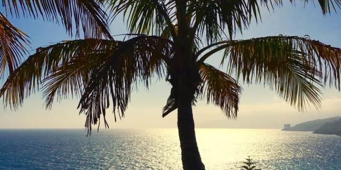 970x1293 Nature, Tenerife, Palm, Canary Islands, Palm Tree, - Tenerife