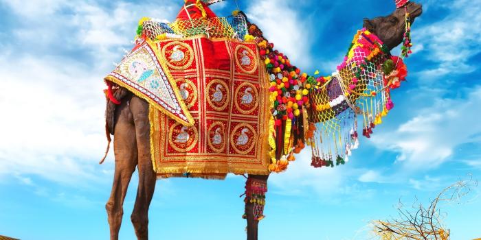 2560x1920 Camel, umbrella, colorful decoration, desert 1125x2436 iPhone 11