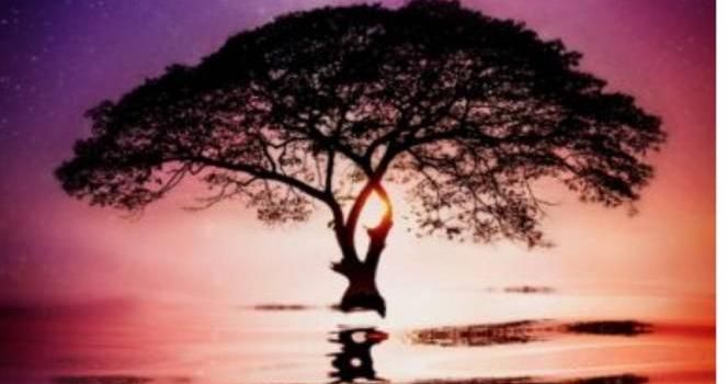 663x1280 Mystical tree wallpaper by ItsHayHay - 4b - Free on ZEDGE™