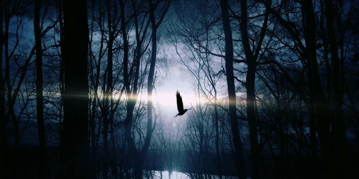 1440x1280 Mystic Night wallpaper by _Savanna_ - 16 - Free on ZEDGE™