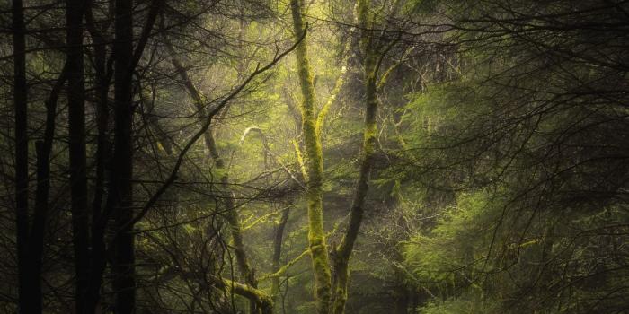 1920x2485 HD Mystic Forest Wallpaper · #9324 · Wallpapers.io