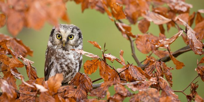 1920x1200 Autumn Owl Wallpapers - Top Free Autumn Owl Backgrounds
