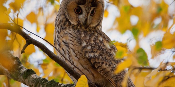 2048x1536 Autumn Owl Wallpaper | Free Autumn Backgrounds