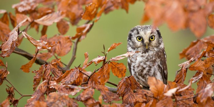 2048x1366 leaves, Bird, Forest, Autumn, Owl, Branch Wallpapers HD / Desktop