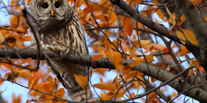 1920x1200 Owl HD Wallpaper | Background Image | 1920x1200 | ID:556360