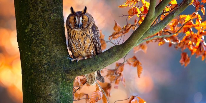 1920x1200 Wallpaper Autumn, tree, red leaves, owl 1920x1200 HD Picture, Image
