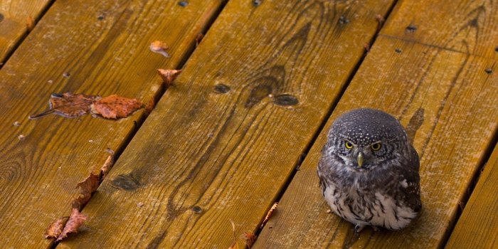 1920x1200 animals, Birds, Owls, Wood, Babies, Cute, Predator, Eyes, Feather