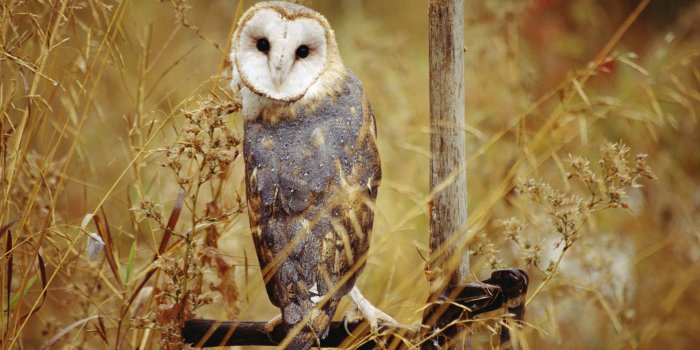 1920x1200 Barn Owl Wallpaper (63+ images)