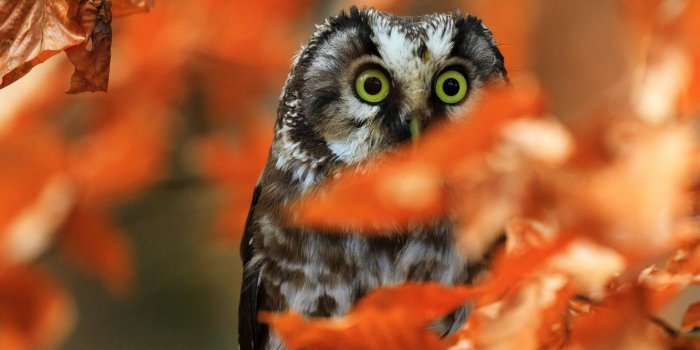 1332x850 Wallpaper animals, bird, eyes, blur, owl, autumn leaves, glance