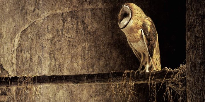 1680x1050 Owl Desktop Wallpapers