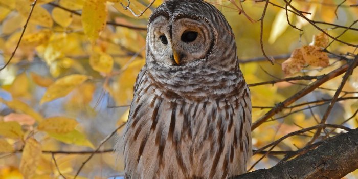1920x1200 Wallpaper Owl in autumn, yellow leaves, twigs, tree 1920x1200 HD