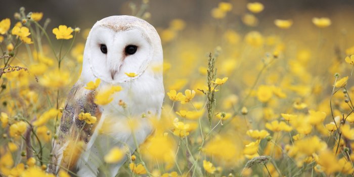 3840x2160 Owl wallpaper ·① Download free cool High Resolution backgrounds