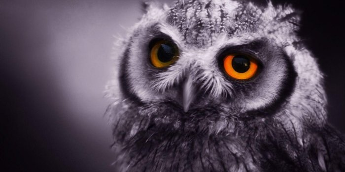 1440x900 Owl Wallpapers