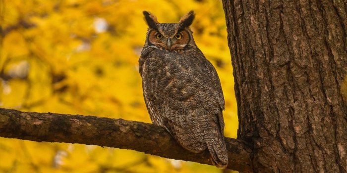 1332x850 Wallpaper autumn, look, yellow, nature, background, tree, owl