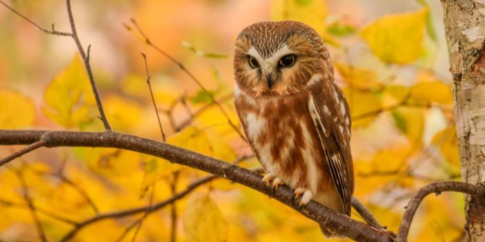 1252x807 Autumn Owl Wallpapers - Top Free Autumn Owl Backgrounds