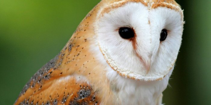 1920x1080 Best 49+ Barn Owl Wallpaper on HipWallpaper | Old Barn Wallpaper