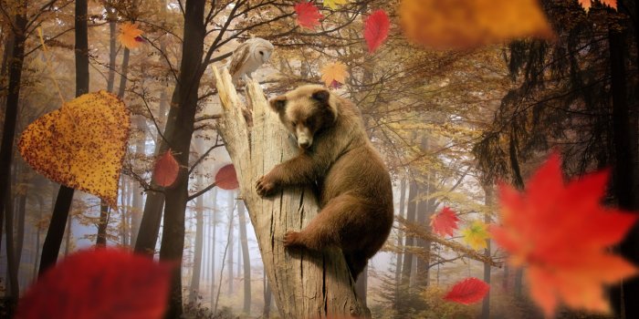 3000x2000 bear, Brown, Autumn, Forest, Foliage, Animal, Owl Wallpapers HD