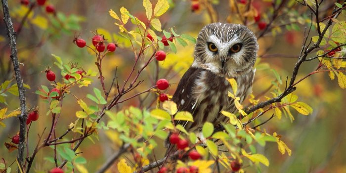 1920x1080 Owl Bird Sitting At Branch Wallpapers - 1920x1080 - 602783