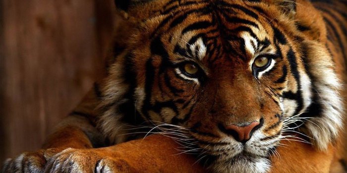 1920x1200 Tiger Face Wallpaper ·① WallpaperTag