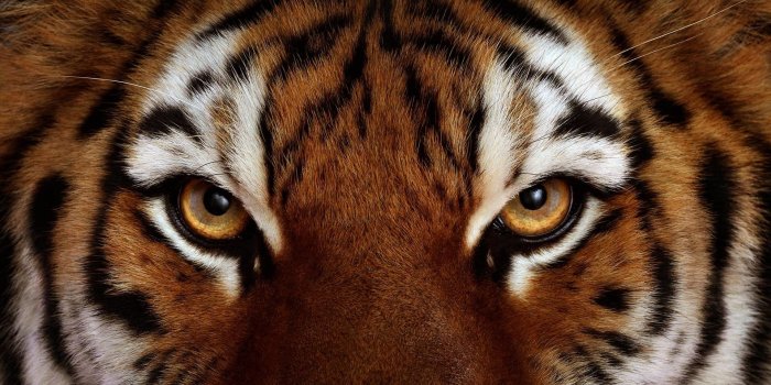 1920x1080 Tiger Face Wallpaper ·① WallpaperTag