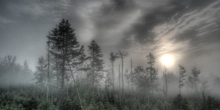 1400x1050 Free download Tami Holman ghost forest wallpaper hd [1400x1050