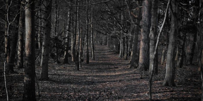 2294x1530 Spooky Forest Clipart