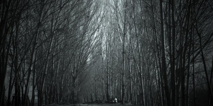 2880x1800 Creepy Forest Clipart