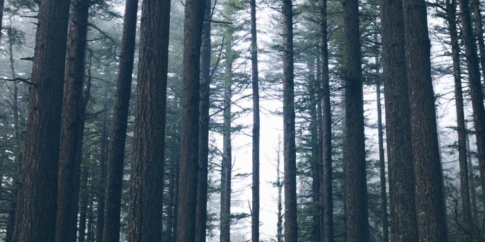 1000x1500 Spooky Forest Pictures | Download Free Images on Unsplash