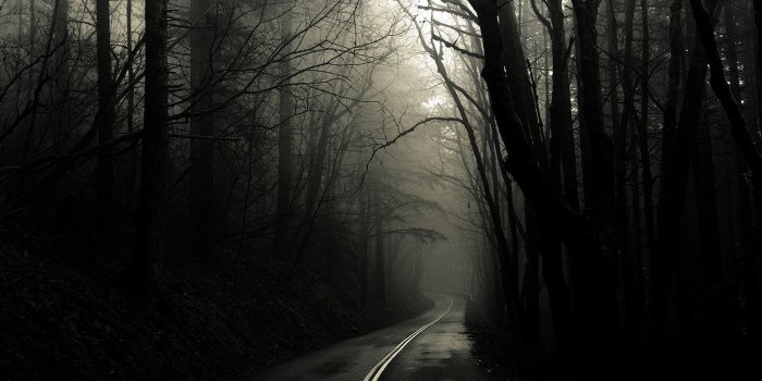 1920x1200 Scary Forest Wallpaper : Picserio.com - Picserio.com