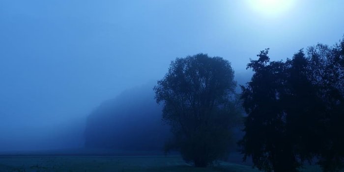 910x910 HD wallpaper: trees under blue sky, forest, sun, fog, haze, weird