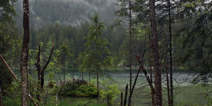 910x1365 HD wallpaper: Lost, Fairy Tale Forest, Mystical, lost places