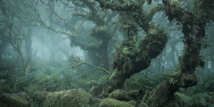 1200x800 Photographer Captures the Enchanted Forests of Wistman's Wood
