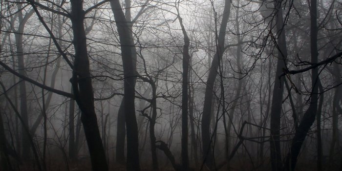 1440x900 Scary Forest Wallpaper #K196YUH (1920x1200 px) - Picserio.com