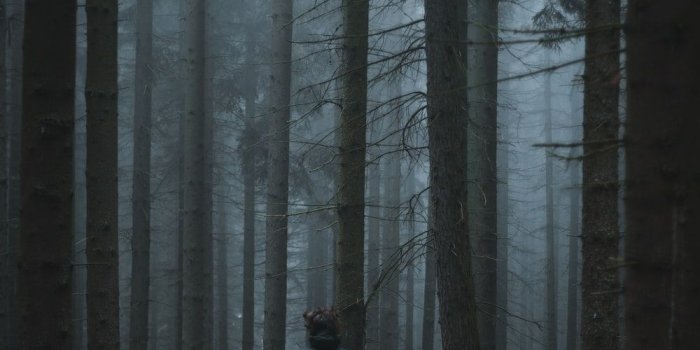 1000x1500 Spooky Forest Pictures | Download Free Images on Unsplash