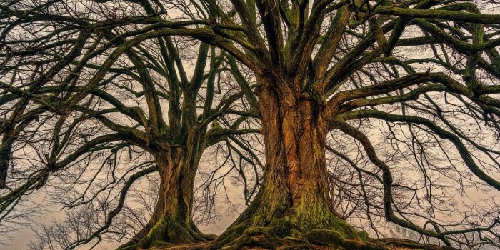 1500x1000 Photo Wallpaper Ghostly trees | Order now!!