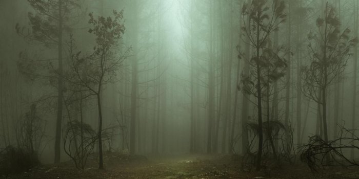1280x853 Ghostly Forest Portugal [OC] [7098x4732] - HenriPrest - #travel
