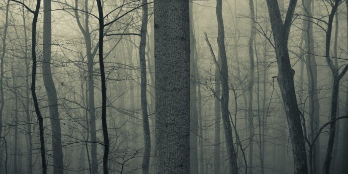 1920x1200 Spooky Woods Clipart