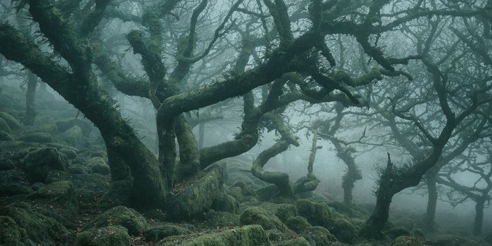 1200x800 Photographer Captures the Enchanted Forests of Wistman's Wood