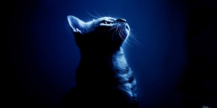 1920x1080 Top Cat Wallpaper Cat Pictures 1920x1080